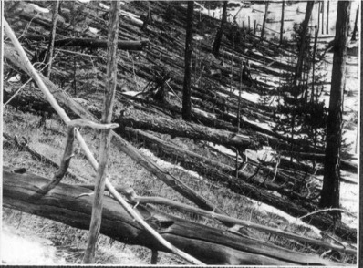 Trees felled in Tunguska blast